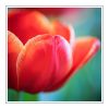 Tulips - olejek zapachowy