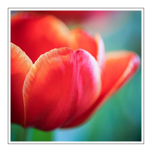 Tulips - olejek zapachowy