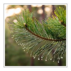 Pine - olejek zapachowy