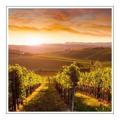 Tuscan Vineyard - olejek zapachowy