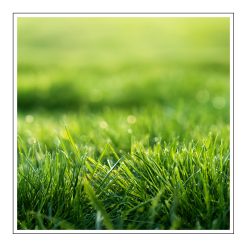 Fresh cut grass - olejek zapachowy