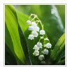 Lily of the valley - olejek zapachowy