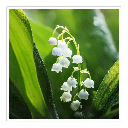 Lily of the valley - olejek zapachowy