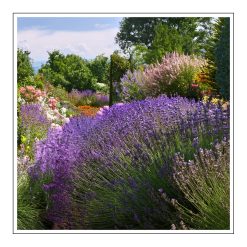 Patchouli - olejek zapachowy