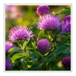 Wild Bergamot - olejek eteryczny zapachowy