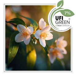 Białe kwiaty jaśminu w promieniach słońca.