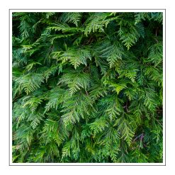 Emerald Arbor Diffuser/Candle Mod - olejek zapachowy