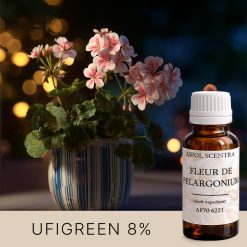 Kwiaty pelargonii w doniczce.