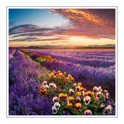 Kimono Violet Diffuser/Candle Mod - olejek zapachowy