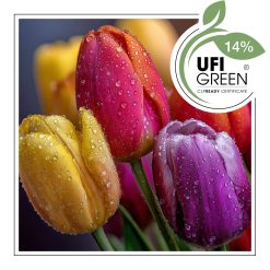 Poranna rosa na tulipanach.